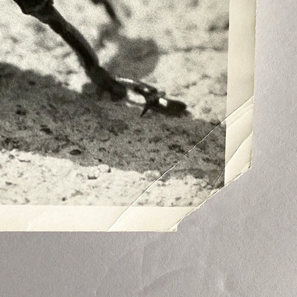 c1970 Original Grasshopper Black White Photograph Steven Willhite Glen Ellen IL - Picture 4 of 8